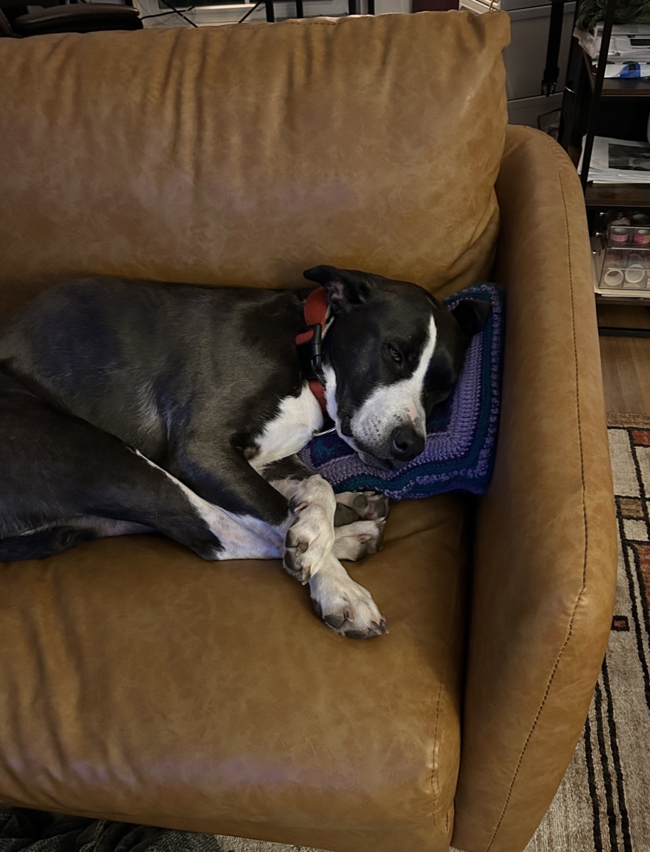 Butters, a black-and-white pit bull, napping on a tan leather couch